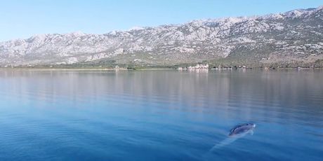 Istraživači dronom snimili velikog kita u Jadranu - 3