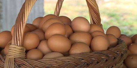 Uzlet proizvodnje jaja iz slobodnog uzgoja - 2