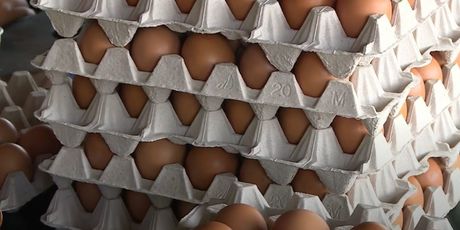 Uzlet proizvodnje jaja iz slobodnog uzgoja - 6