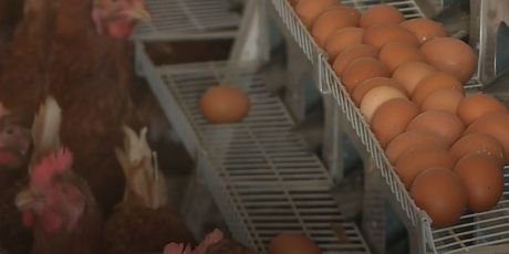 Uzlet proizvodnje jaja iz slobodnog uzgoja - 8