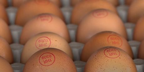 Uzlet proizvodnje jaja iz slobodnog uzgoja - 9