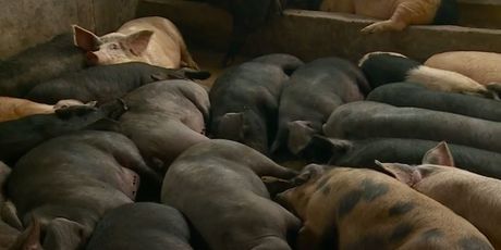 Pad cijene svinjetine zbog afričke kuge - 7