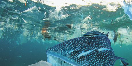 Zagađenje oceana plastikom: kitopsina se hrani u zagađenim vodama i guta plastiku