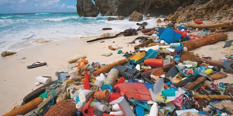 Zagađenje oceana plastikom, kitopsina se hrani u zagađenim vodama i guta plastiku