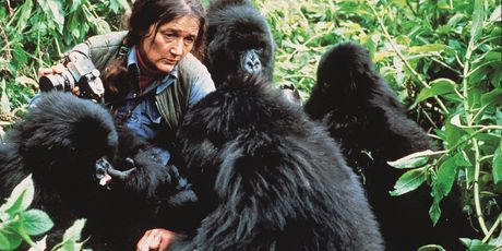 Dian Fossey s planinskim gorilama u Ruandi. Privukla je pozornost svijeta na težak položaj ove vrste gorila i pomogla nam da ih snimimo za Život na Zemlji