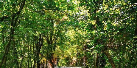 Labin - Rabac planinarske staze - 7
