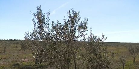 Poljoprivreda postaje ekološki održivija - 4