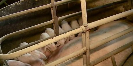 Europa smanjuje proizvodnju svinjskog mesa - 3