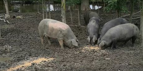 Europa smanjuje proizvodnju svinjskog mesa - 4