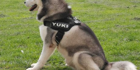 Yuki - 2