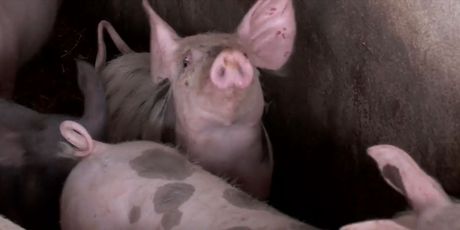 Kriptovalutom do svinjskog mesa - 1