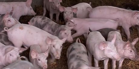 Kriptovalutom do svinjskog mesa - 4