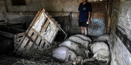 Uginule svinje u Grčkoj - 1
