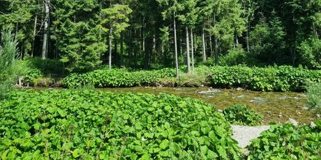 Zakopane