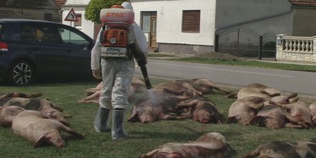 Mrtve svinje