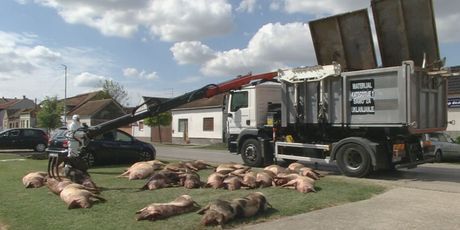 Ubijene svinje na cesti - 1