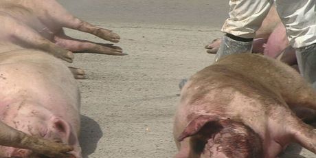 Ubijene svinje na cesti - 3