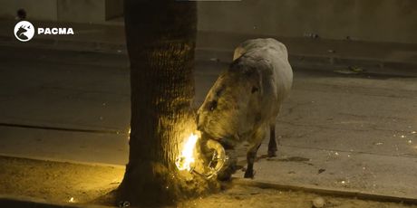 Bik s rogovima u plamenu - 4