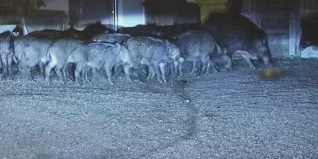 Divlje svinje u Slavonskom Brodu - 3