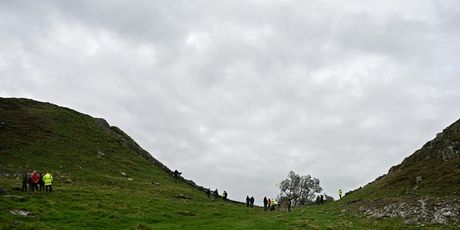 Odsječeno poznato stablo koje je stajalo pored Hadrijanova zida - 5