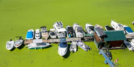 Rijeka Sava u Beogradu promijenila boju - potpuno je zelena - 1