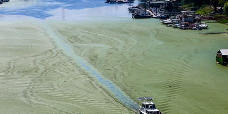 Rijeka Sava u Beogradu promijenila boju - potpuno je zelena - 2