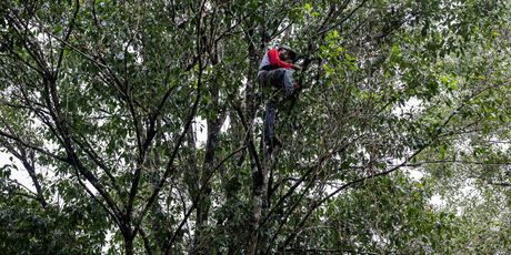 Branje i sušenje klinčića na otoku Tidore u Indoneziji - 6