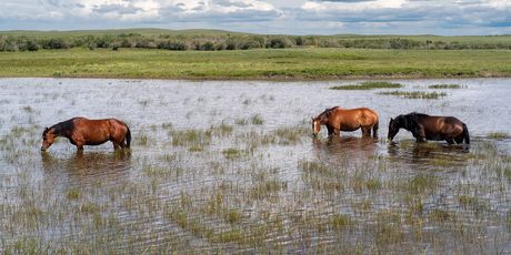 Browning, Montana