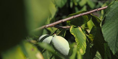 Plantaža indijanske banane u Zagorju - 9