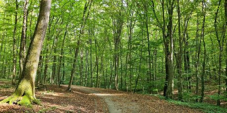 Dotrščina
