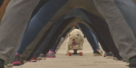 In Magazin: Guinnessova knjiga rekorda - 3