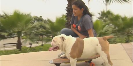 In Magazin: Guinnessova knjiga rekorda - 6