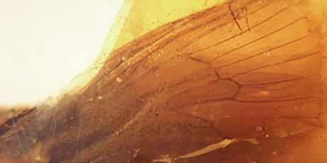 Kukci u 112 milijuna godina starom jantaru - 1