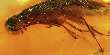 Kukci u 112 milijuna godina starom jantaru - 2