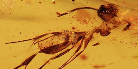 Kukci u 112 milijuna godina starom jantaru - 4