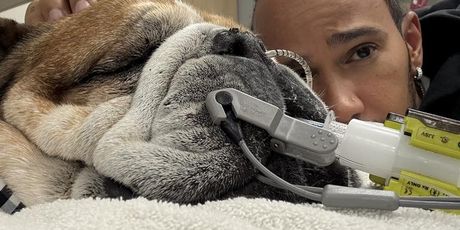 Lewis Hamilton sa psom - 3