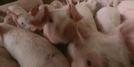 Afrička svinjska kuga - 1