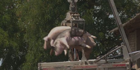 Afrička svinjska kuga - 2