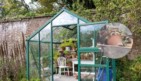 Staklenik i mačak koji uživa u mačjoj metvici