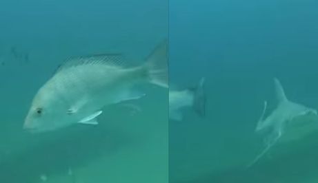 Morska stvorenja u podmorju