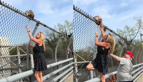 Meagan Licari kako spašava oposuma s vrha ograde