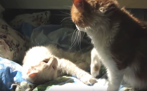 najveći maca vidsveliki kurac u svijetu