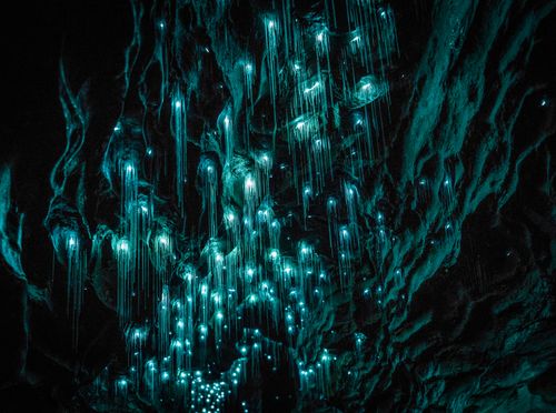 Waitomo Glowworm - 4