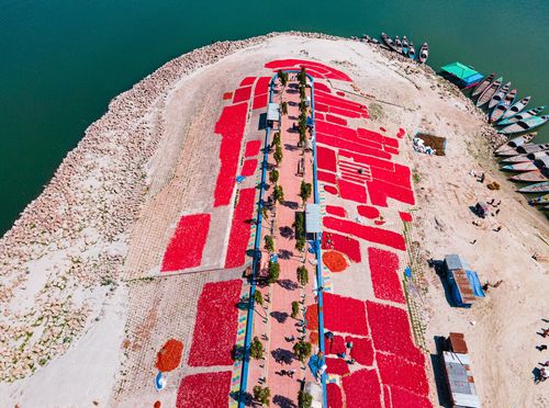 Sušenje čilija na obala rijeke Jamune u Bangladešu - 5