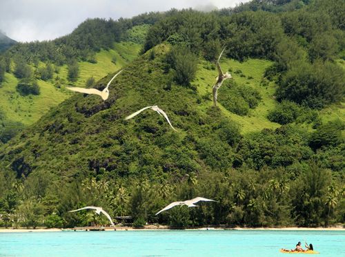 Mooreu i Tahiti - 22