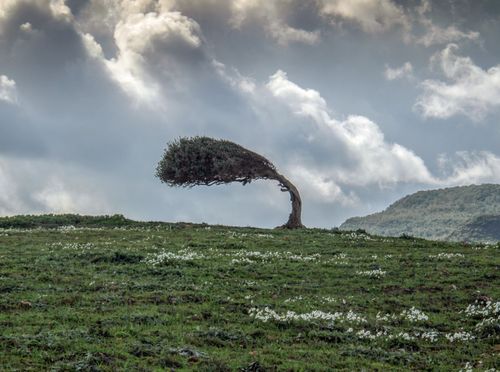 Snažni udari vjetra mogu iščupati stablo iz korijena