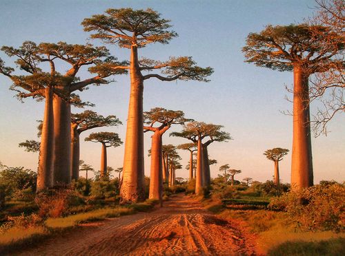 Madagaskar