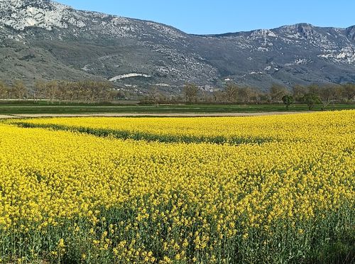 Zlatna polja u Istri - 7