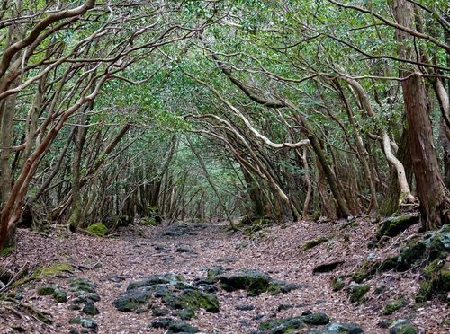 Aokigahara - 1
