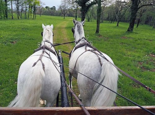 Kras u Sloveniji - odredište za sva osjetila - 6